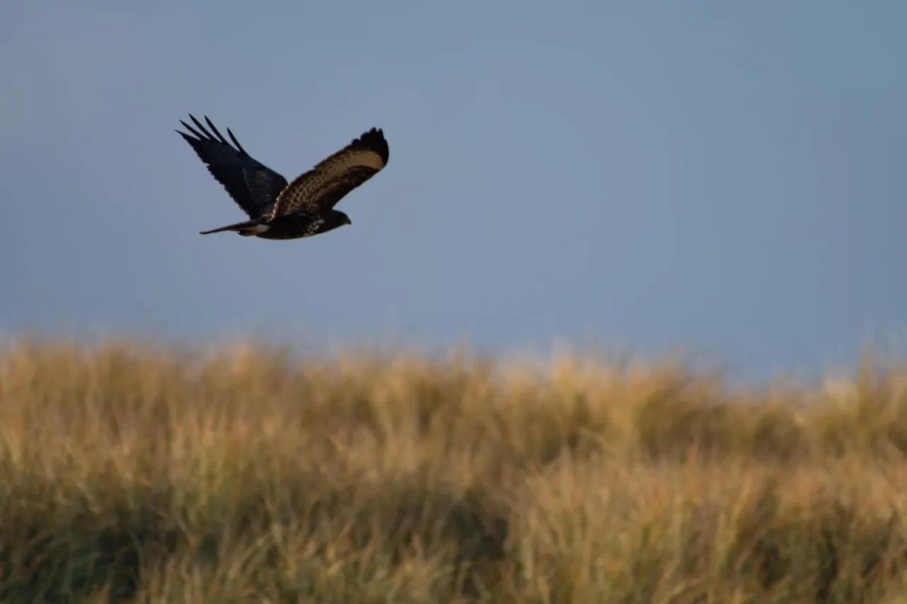Appartement Seabird Zandvoort Niederlande